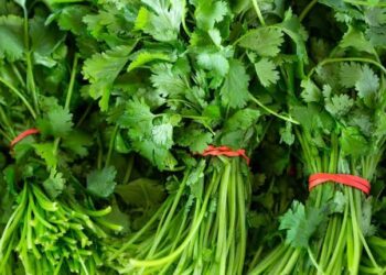 Alza al cilantro, chayote y naranja afecta al sector restaurantero