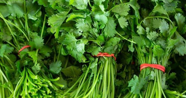 Alza al cilantro, chayote y naranja afecta al sector restaurantero