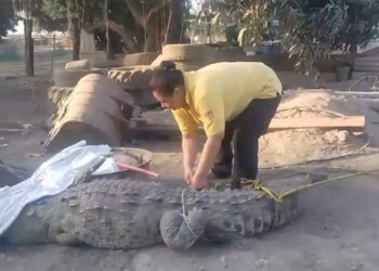 Capturan a Kaiman en el patio de una casa de Toboloto, Navolato