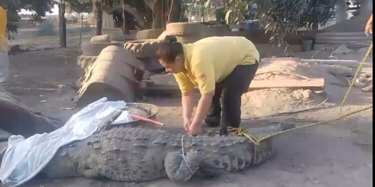 Capturan a Kaiman en el patio de una casa de Toboloto, Navolato