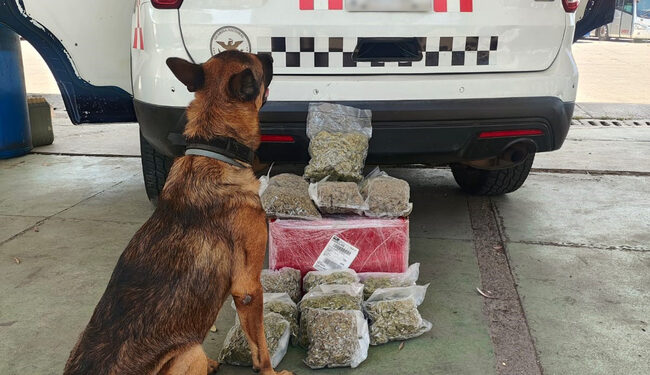 Asegura Guardia Nacional mariguana en Guadalajara, Jalisco