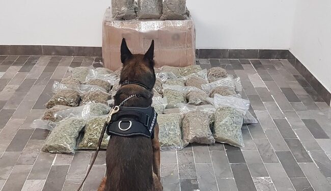 Decomisan 40 paquetes con marihuana en empresa de mensajería en Hermosillo