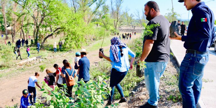 ¡Un Badiraguato más embellecido! Autoridades y sociedad en general plantan cientos de árboles