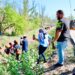 ¡Un Badiraguato más embellecido! Autoridades y sociedad en general plantan cientos de árboles