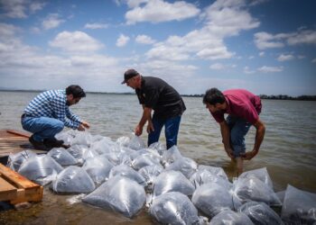 Juan de Dios Gámez arranca Programa de Repoblamiento de Embalses con siembra de 2 millones de Alevines