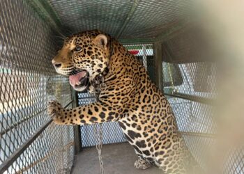 Militares aseguran un Jaguar en el poblado de El Platanar, Mocorito