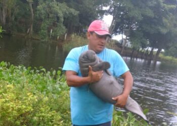 Manatíes rescatados durante años de contingencia por muerte masiva de su especie regresan a su hábitat gracias a Aluxes Ecoparque y a la AZCARM