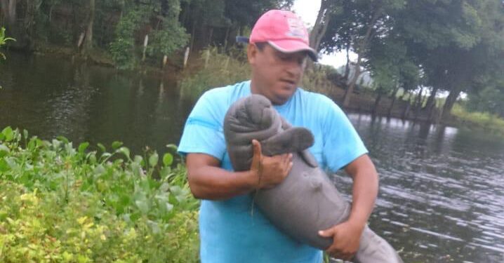 Manatíes rescatados durante años de contingencia por muerte masiva de su especie regresan a su hábitat gracias a Aluxes Ecoparque y a la AZCARM