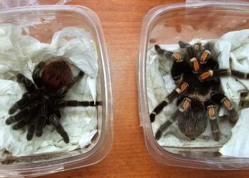 Asegura GN tarántulas vivas que fueron enviadas de la Ciudad de México a Zacatecas