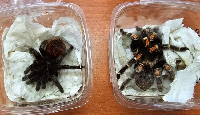 Asegura GN tarántulas vivas que fueron enviadas de la Ciudad de México a Zacatecas