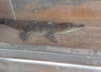 Cocodrilo reposaba en una tortillería de la colonia Ruiz Cortines; Protección Civil lo captura y entrega a Protección Animal