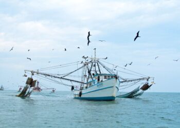 Se modifican las fechas de conclusión de veda de las especies de camarón en aguas marinas del Golfo de México y Mar Caribe