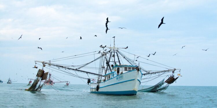 Se modifican las fechas de conclusión de veda de las especies de camarón en aguas marinas del Golfo de México y Mar Caribe