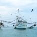 Se modifican las fechas de conclusión de veda de las especies de camarón en aguas marinas del Golfo de México y Mar Caribe