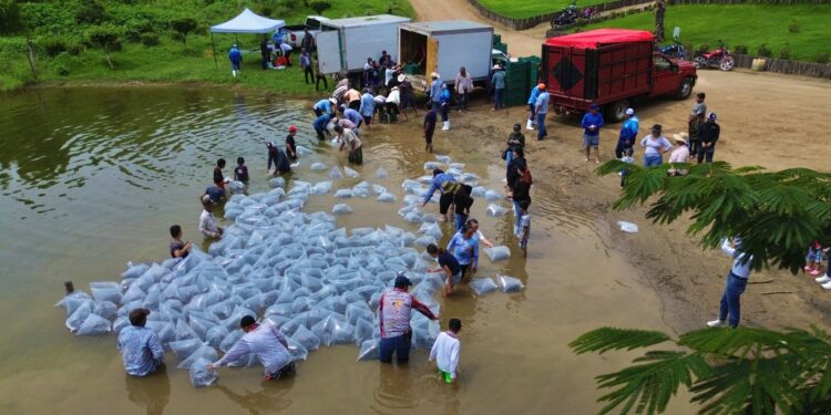 Gobierno de Sinaloa siembra 2 millones de alevines en la Presa Picachos