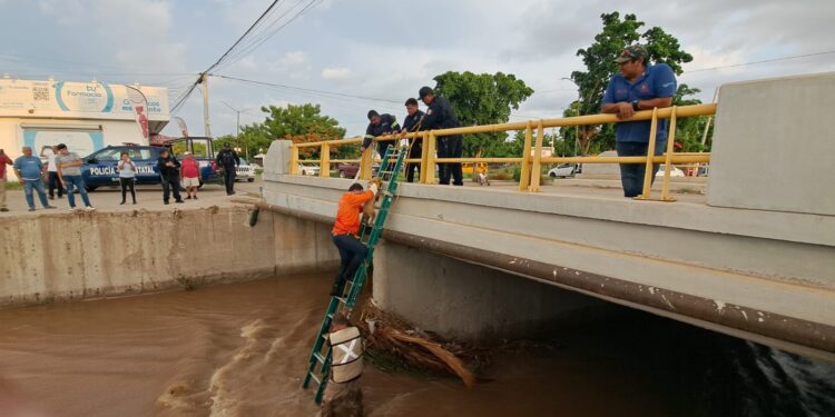 Rescatan a dos perritos pequeños de un canal de aguas pluviales