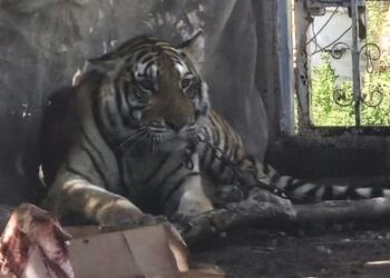 Trasladarán al Zoológico de Culiacán al Tigre de bengala hallado en Elota