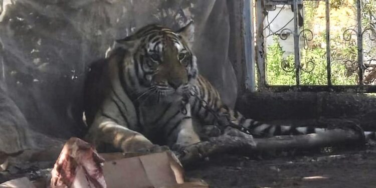 Trasladarán al Zoológico de Culiacán al Tigre de bengala hallado en Elota