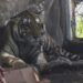 Trasladarán al Zoológico de Culiacán al Tigre de bengala hallado en Elota