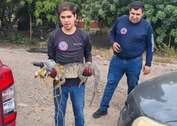 Protección Civil y Grupo Voluntario Costa Rica, capturan cocodrilo en una de las calles de la sindicatura