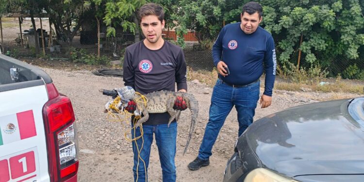 Protección Civil y Grupo Voluntario Costa Rica, capturan cocodrilo en una de las calles de la sindicatura