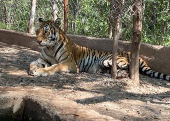 Tigresa rescatada en Sinaloa está en cuarentena recuperándose en el Santuario Ostok