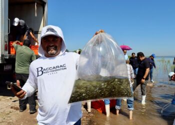 Gobierno de Sinaloa impulsa la pesca en la Presa Eustaquio Buelna con la siembra de 1.5 millones de alevines