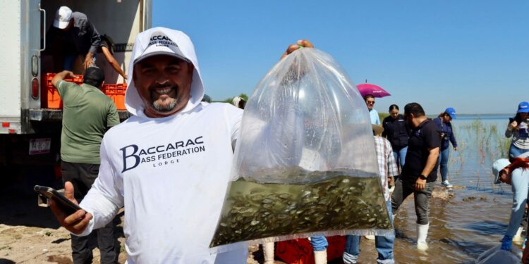 Gobierno de Sinaloa impulsa la pesca en la Presa Eustaquio Buelna con la siembra de 1.5 millones de alevines