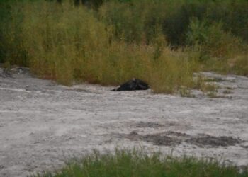 Hallan asesinado a un hombre “levantado” el pasado jueves en el bulevar Agricultores