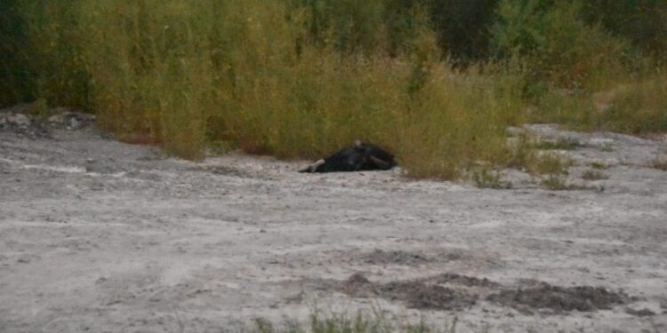 Hallan asesinado a un hombre “levantado” el pasado jueves en el bulevar Agricultores