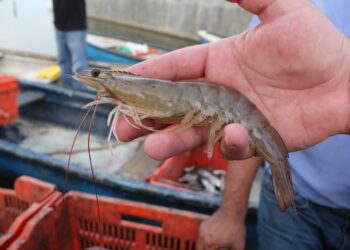 CONAPESCA anuncia el inicio de la pesca del camarón en Sonora, Sinaloa y zona marina del litoral del Océano Pacífico