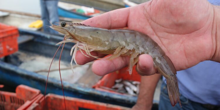 CONAPESCA anuncia el inicio de la pesca del camarón en Sonora, Sinaloa y zona marina del litoral del Océano Pacífico