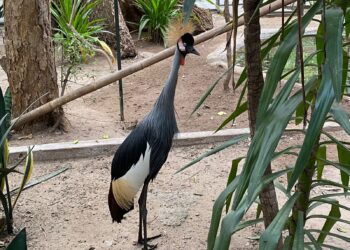 Zoológico de Culiacán lanza el programa de conservación “Embajadores de la Biodiversidad”