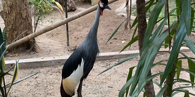 Zoológico de Culiacán lanza el programa de conservación “Embajadores de la Biodiversidad”