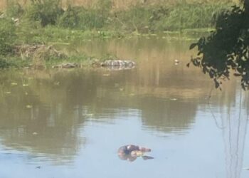 Flota cadáver en las aguas del río Humaya