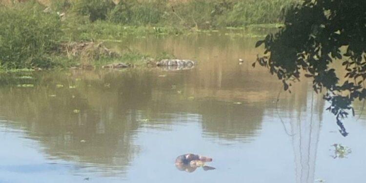 Flota cadáver en las aguas del río Humaya