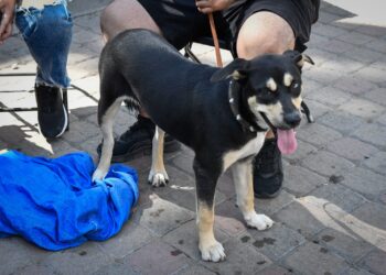 Esterilización de perros y gatos llega a la Feria del Bienestar