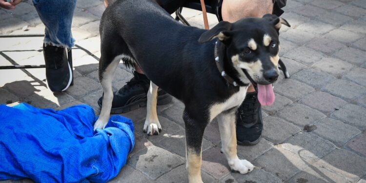 Esterilización de perros y gatos llega a la Feria del Bienestar