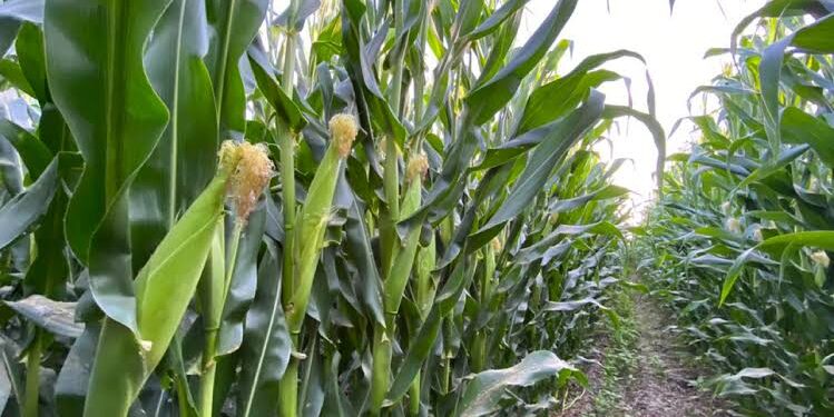 Rocha espera mejoría en el presupuesto etiquetado para Sinaloa en el 2025