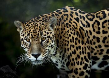 UNBIO denuncia a Sedena por daños a la fauna silvestre y leyes ambientales