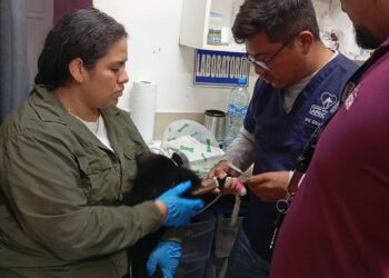 Presenta AZCARM denuncia por amputación negligente de mono saraguato