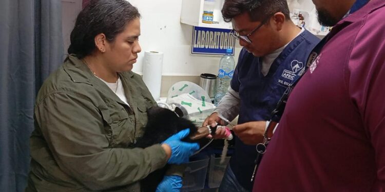 Presenta AZCARM denuncia por amputación negligente de mono saraguato