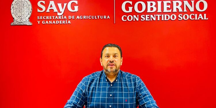 Anuncia Bello Esquivel ampliación de fecha a productores de trigo para registrar y solventar observaciones