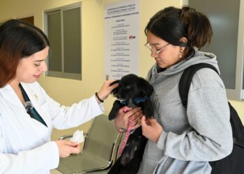 ¡Es invierno, ojo con tus mascotas! Cuida las cuestiones básicas de atención, resguárdalas del frío y prevén enfermedades que pueden ser mortales
