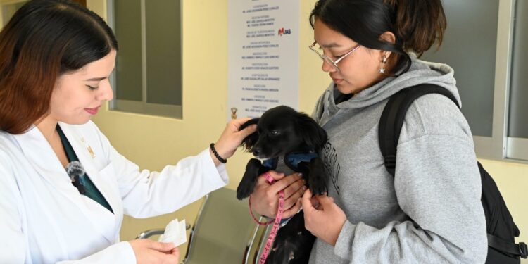 ¡Es invierno, ojo con tus mascotas! Cuida las cuestiones básicas de atención, resguárdalas del frío y prevén enfermedades que pueden ser mortales