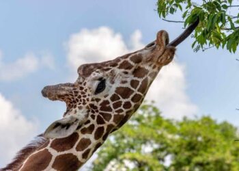 ¡De no creerse! Desaparece la jirafa del Zoológico de Culiacán