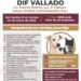 ¡Atención, alisten a sus mascotas! Campaña de Esterilización llegará a la colonia El Vallado