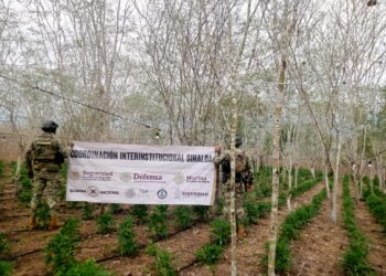 Autoridades aseguran vehículos blindados, armamento, droga y detienen a dos civiles en trabajos conjuntos: SSP Sinaloa
