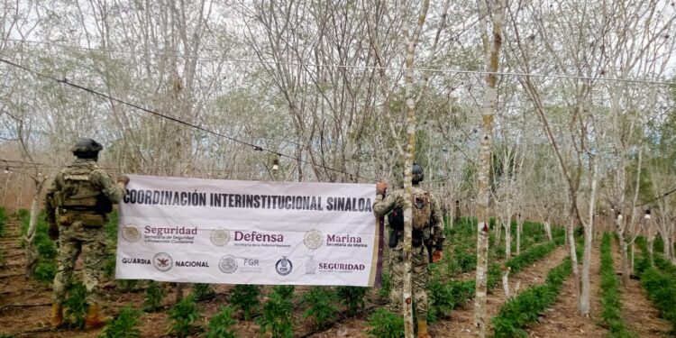 Autoridades aseguran vehículos blindados, armamento, droga y detienen a dos civiles en trabajos conjuntos: SSP Sinaloa