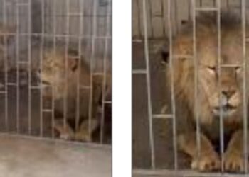 En cateo, FGR rescata a dos leones en el municipio de Oriental, Puebla